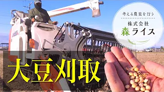 節分豆まきの季節！大豆の刈取りです！