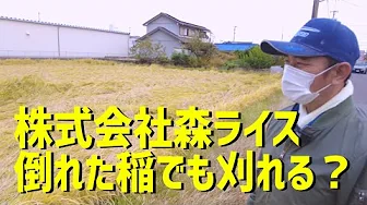 難易度MAX！全倒伏した稲を豪快に刈る！